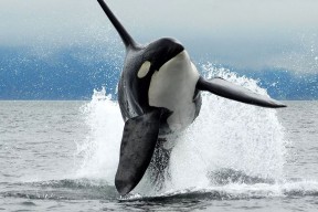 关于比赛规则变更引爆全场！，蒂姆意外战胜加拿大队比赛高潮迭起的信息-九游娱乐